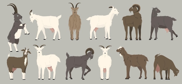 Coleção de cabras de desenho animado cabras de babá pretas de desenho ilustrado rebanho alpino de animais leiteiros com lã e chifres