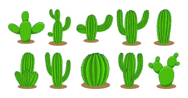 Coleção de cactos