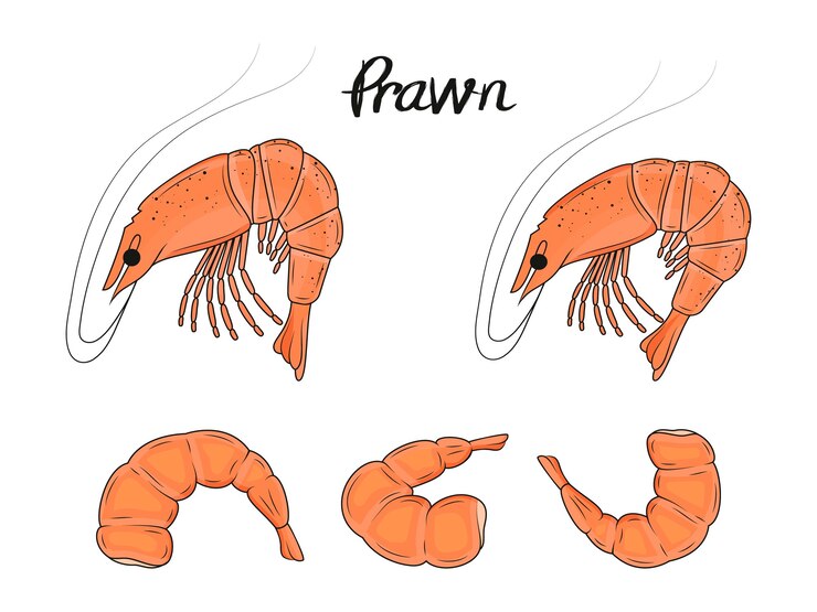 Vetor coleção de camarões desenhados à mão. frutos do mar. objetos isolados.