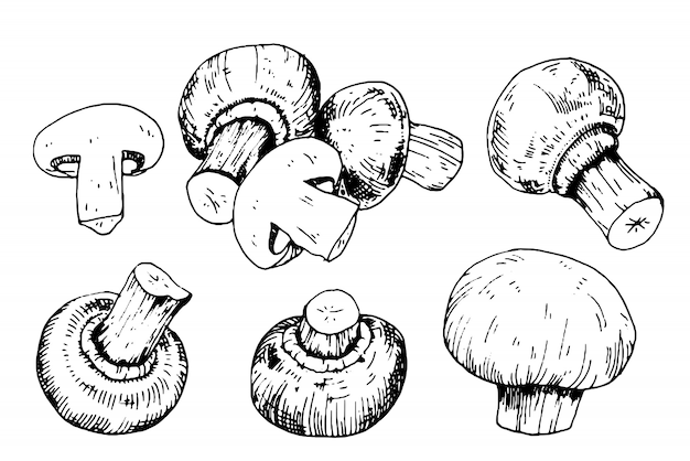 Vetor coleção de cogumelos com champignon em estilo de gravura