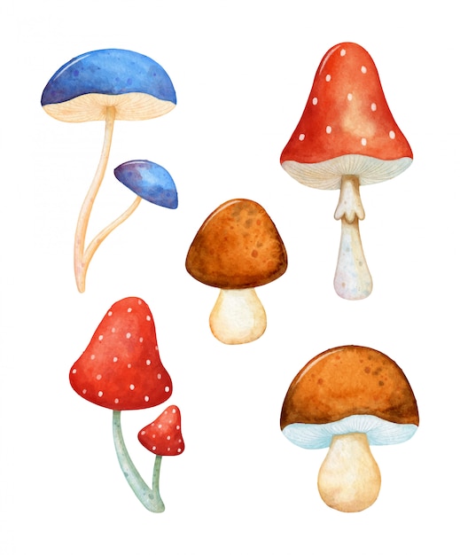 Coleção de cogumelos diferentes de outono