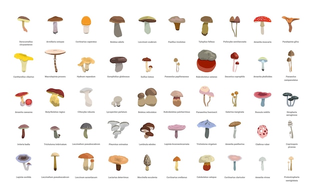 Coleção de cogumelos realistas com nomes.