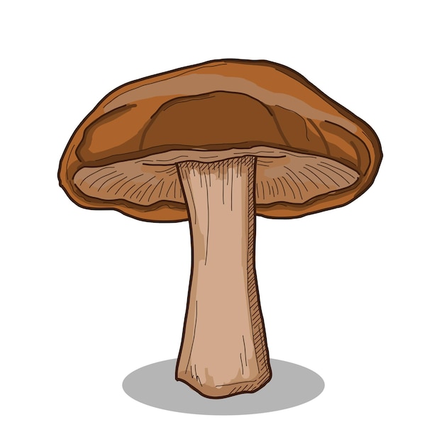 Coleção de cogumelos shiitake ilustração colorida desenhada à mão