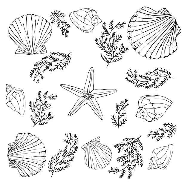 Coleção de conchas vetor definido com conchas e estrelas do mar para você projetar e scrapbooking