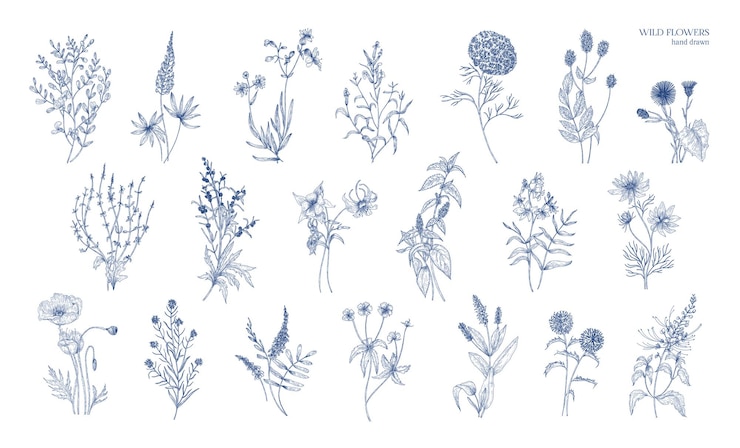 Vetor coleção de desenhos botânicos detalhados realistas de ervas selvagens do prado, plantas herbáceas, lindas flores desabrochando isoladas no fundo branco. mão-extraídas ilustração em vetor vintage.