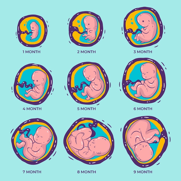 Coleção de desenvolvimento fetal desenhada à mão