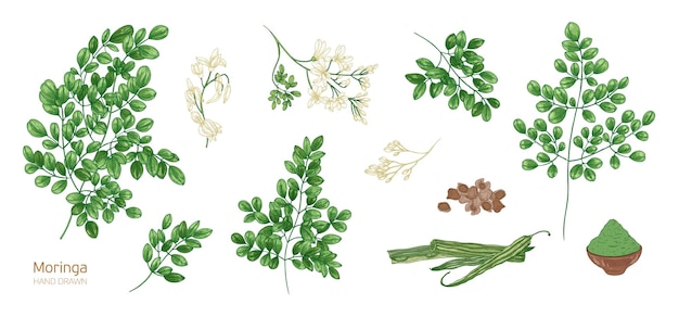 Coleção de elegantes desenhos botânicos detalhados de folhas de Moringa oleifera, flores, sementes, frutas. Pacote de partes de planta cultivada tropical isolada no fundo branco. Ilustração vetorial