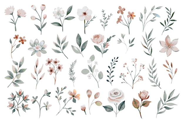 Coleção de elementos de aquarela floral selvagem