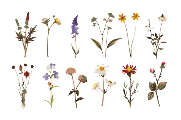 Coleção de elementos de aquarela floral selvagem