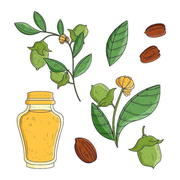 Coleção de elementos de jojoba desenhada à mão realista