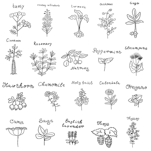 Coleção de ervas. ícones de contorno. ilustrações vetoriais simples sobre fundo branco.