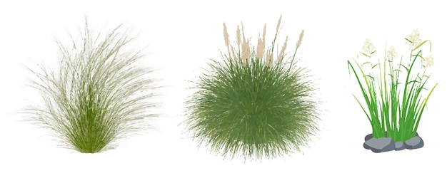Coleção de ervas ornamentais Erva verde isolada em branco