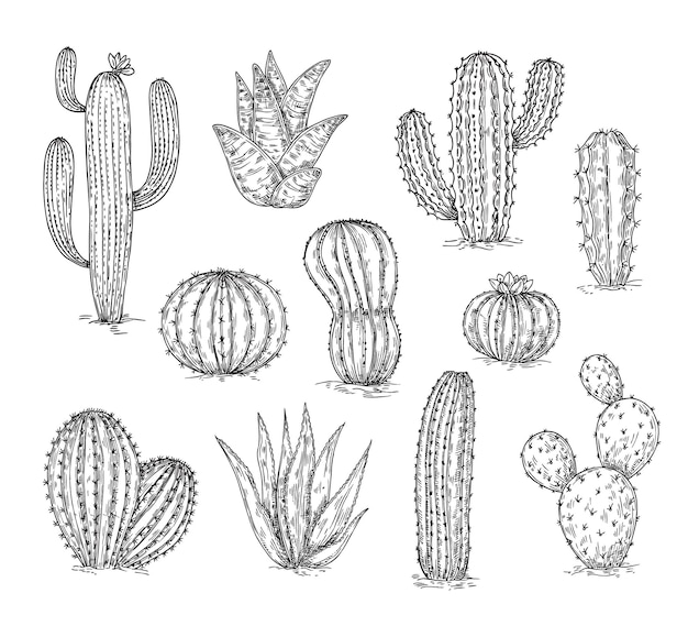 Coleção de esboços de cactos desenho de cacto tinta suculenta design botânico gravação de plantas do deserto preto lápis elementos vetoriais neotéricos florais