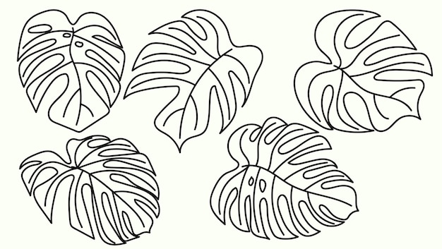 Vetor coleção de esboços de desenho monstera