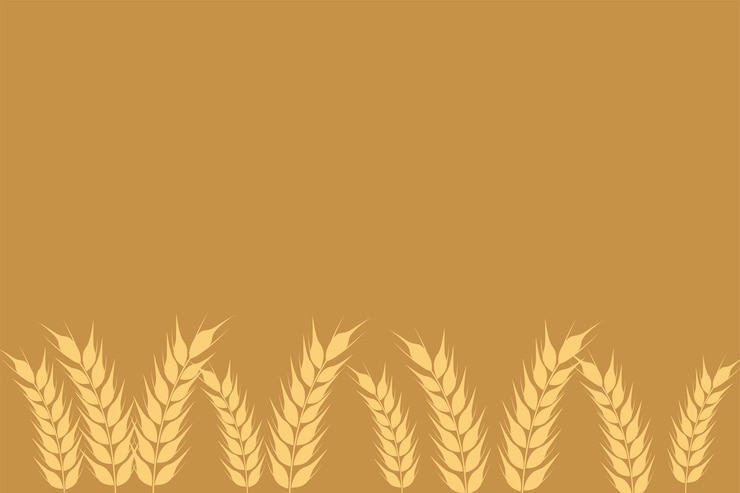 Vetor coleção de espiguetas maduras douradas de trigo símbolo agrícola produção de farinha silhueta vetorial de trigo