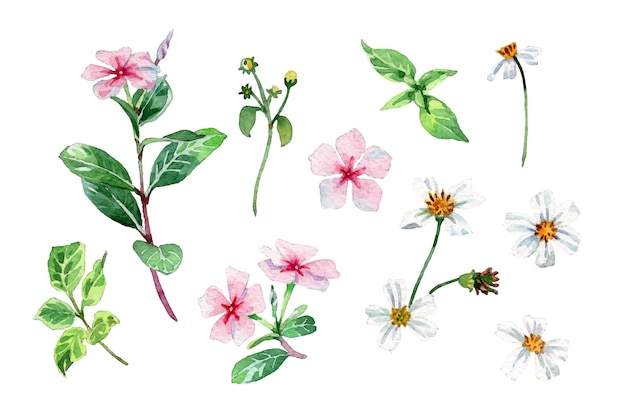 Coleção de flores e folhas de pervinca em aquarela