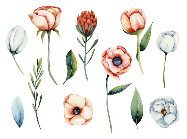 Coleção de flores em aquarela isoladas anêmona branca e coral e protea, ilustração pintada à mão