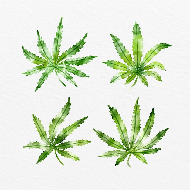 Vetor coleção de folhas de cannabis em aquarela