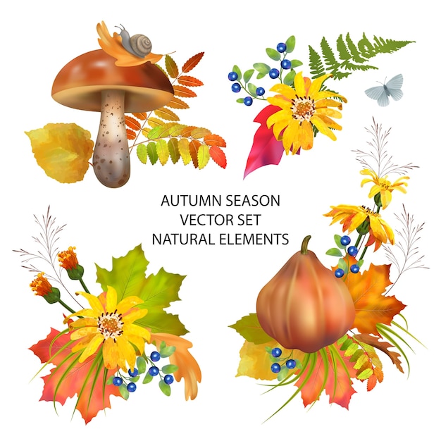 Coleção de folhas de outono e elementos da natureza na temporada de outono
