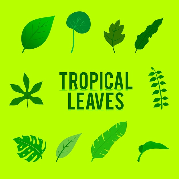 Coleção de folhas tropicais. elementos do vetor isolado