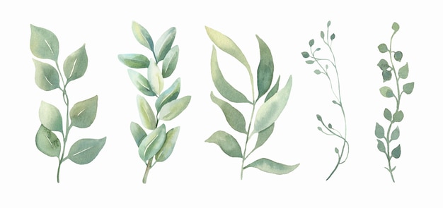 Coleção de folhas verdes em aquarela.