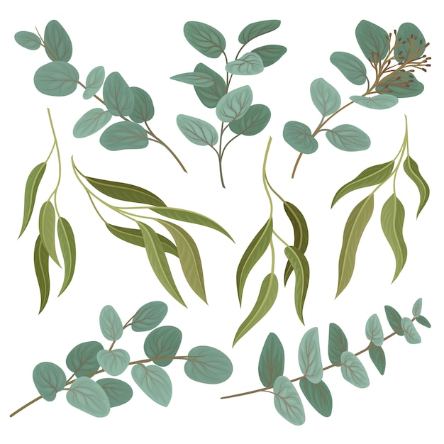 Vetor coleção de galhos com folhas verdes frescas, elementos de design floral ilustração sobre um fundo branco