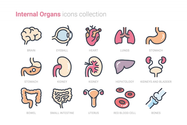 Coleção de ícones de órgãos internos