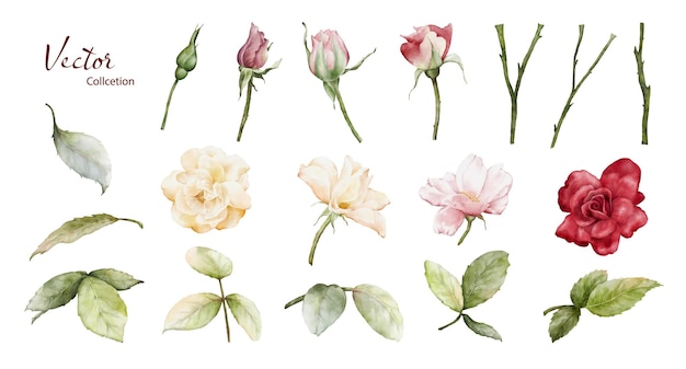 Coleção de ilustração de elementos de rosas em aquarela