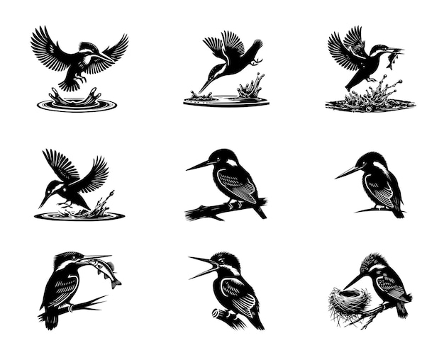 Coleção de Kingfisher comum Ilustração vetorial Common Kingfisher Bird Silhouette Design