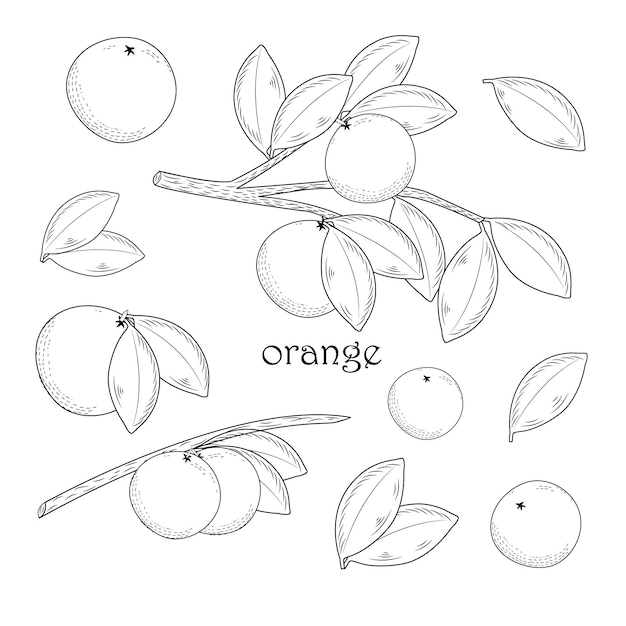 Vetor coleção de orangelaranja setorange com ilustração leafvector eps10