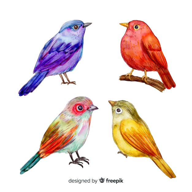 Coleção de pássaros tropicais em aquarela