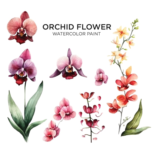 Vetor coleção de pintura em aquarela de flor de orquídea