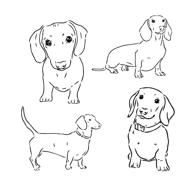 Coleção de rabiscos de cachorro dachshund bonito em diferentes poses no estilo de ilustração de desenho à mão livre