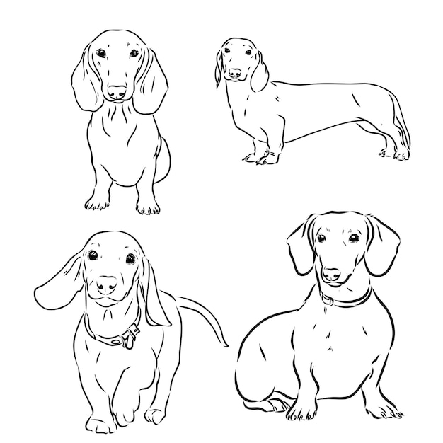 Coleção de rabiscos de cachorro dachshund bonito em diferentes poses no estilo de ilustração de desenho à mão livre