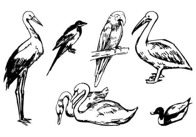 Coleção de rabiscos de pássaros conjunto de esboços retrô de cegonha pega cisnes pato papagaio pelicano ilustrações vetoriais desenhadas à mão cliparts de estilo gravado isolados em branco