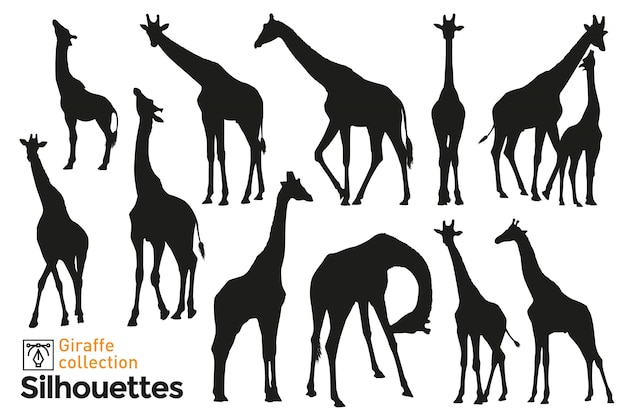 Coleção de silhuetas de girafas