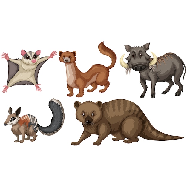 Coleção dos animais selvagens
