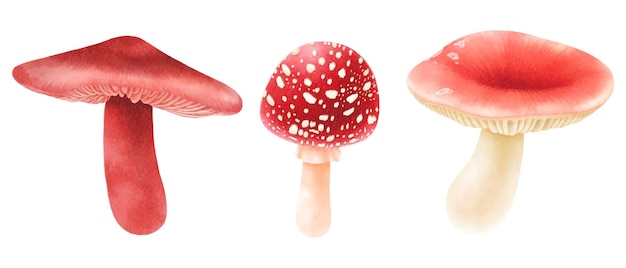 Vetor coleção estilo aquarela de ilustração de cogumelos