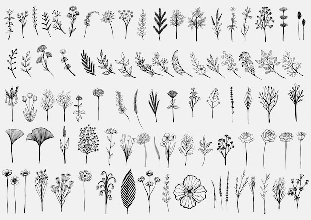 Coleção Flores desenhadas mão