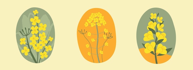 Coleção mão desenhada flor de colza amarela ilustração floral para cartões logotipos estilo plano botões de canola vetorial todos os elementos são isolados em um fundo branco