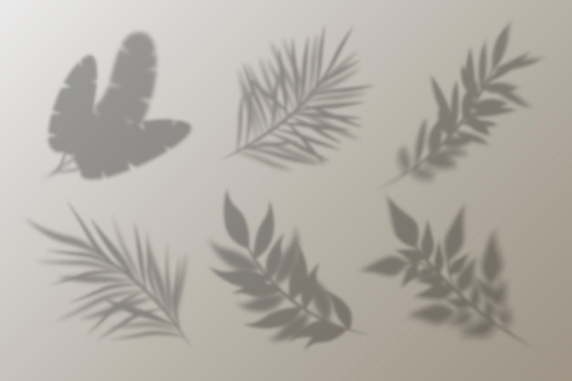 Coleção realista de sombras de folhas