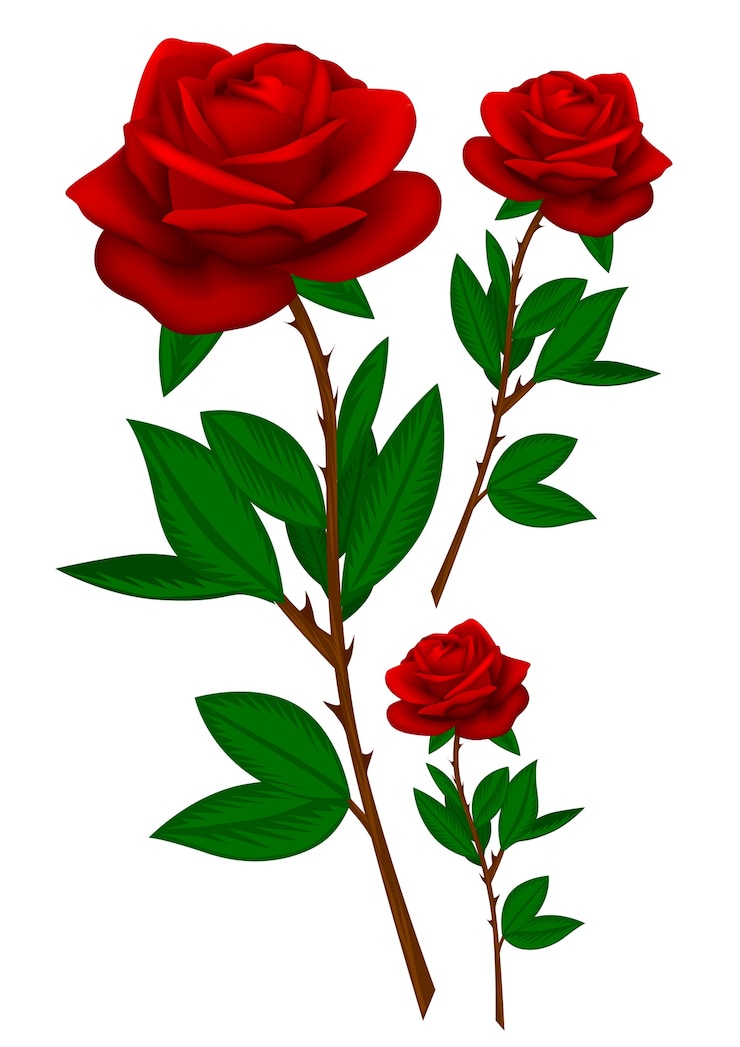 Vetor coleção rosa vermelha realista isolada no branco