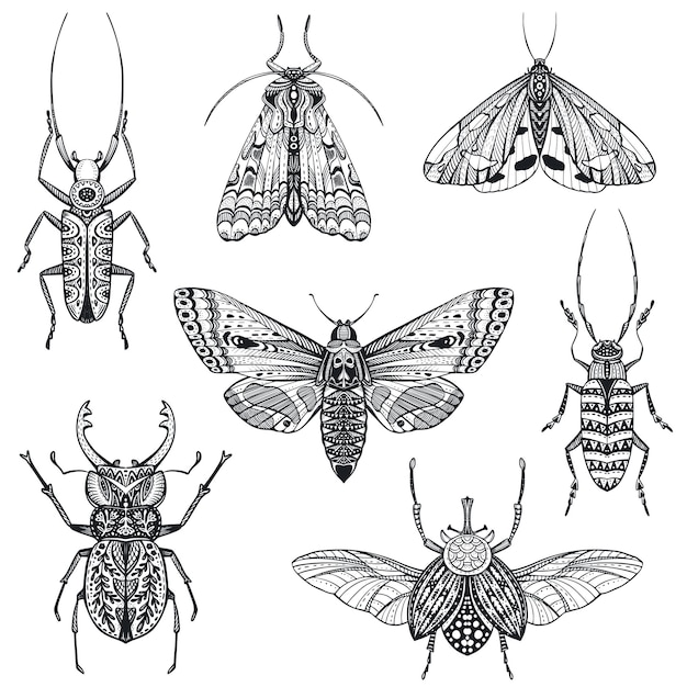 Coleção vetorial de insetos desenhados à mão, mariposa, borboleta, besouro, besouro