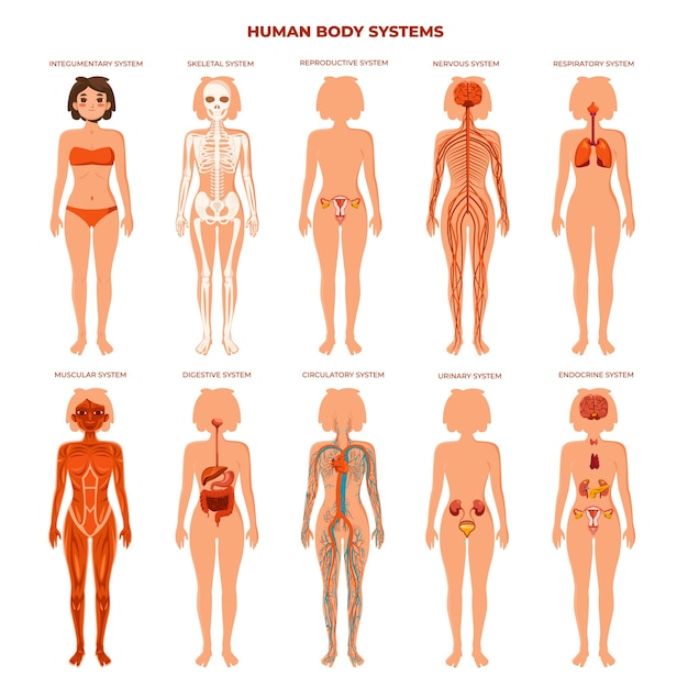 Vetor colecção de conjuntos de sistemas planos do corpo humano