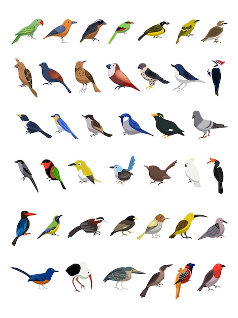 Colecção de vetores de diferentes tipos de aves
