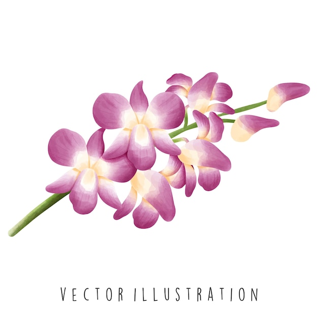 Vetor colecção de viagens da tailândia aquarela de orquídea flower vector ilustração