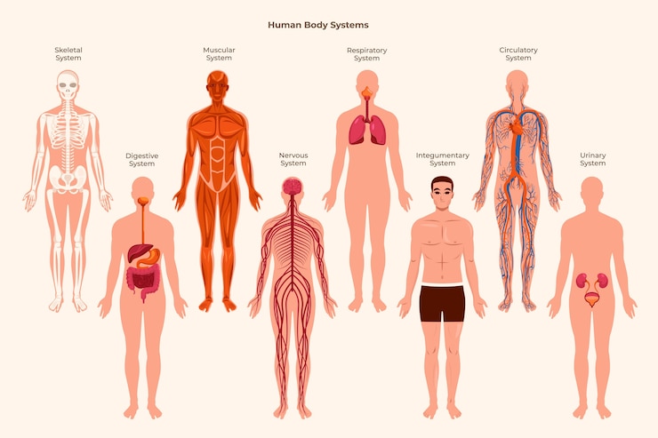 Vetor colecção plana de sistemas de órgãos do corpo humano com órgãos em um corpo masculino