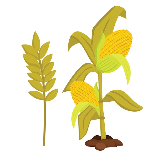 Vetor colheitas outono milho plantas ilustração vetorial clipart