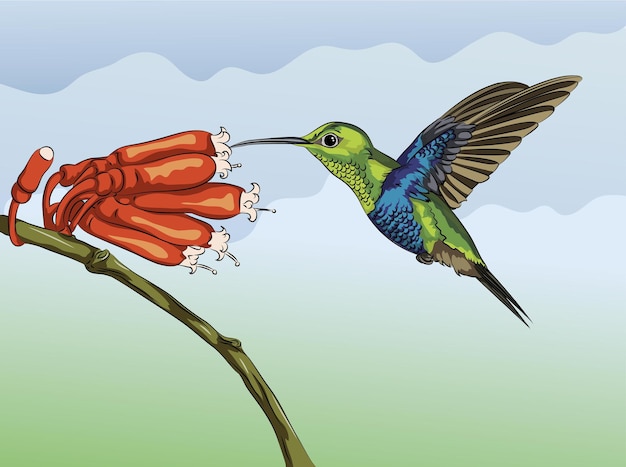 Vetor colibri com flor