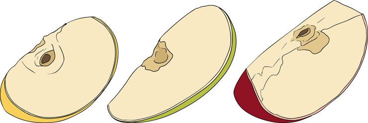 Vetor colorful apples perfect for educational or botanical designs high quality illustration